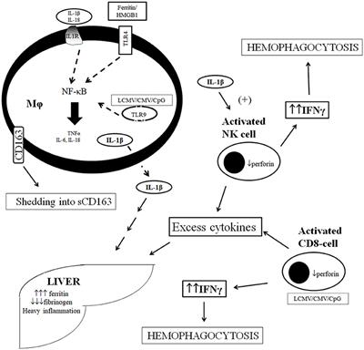 Macrophage Activation-Like Syndrome: A Distinct Entity Leading to Early Death in Sepsis